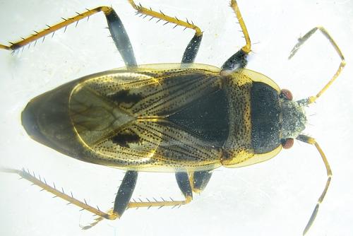 Réf. 353 977 : Xanthochilus quadratus
